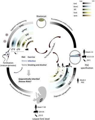 A Lexicon of DNA Modifications: Their Roles in Embryo Development and the Germline